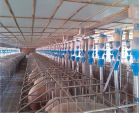 高效便捷的養(yǎng)豬助手 正紅豬用干濕喂料器