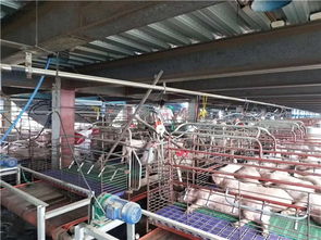 養(yǎng)豬場采暖設(shè)備選擇紐恩泰空氣能，為豬場提供冬季采暖服務(wù)