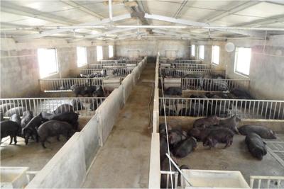 生態路上“金豬”行——全國人大代表唐慧娟談特色養殖與富民之路