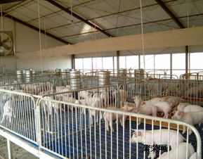 仔豬保育床價格與養(yǎng)豬設備生產廠家信息全解析