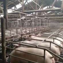 泊頭市弘昌養(yǎng)豬設備廠 現(xiàn)代化養(yǎng)豬設備助力養(yǎng)殖業(yè)升級